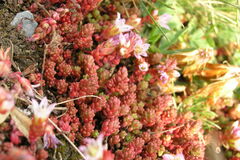 Sedum candolleanum