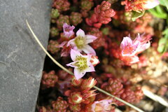 Sedum candolleanum