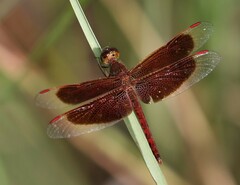 Neurothemis fluctuans