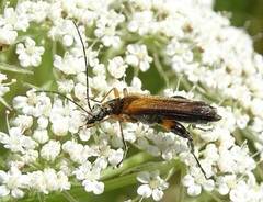 Oedemera podagrariae