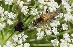 Oedemera podagrariae