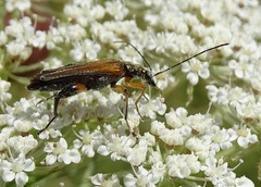 Oedemera podagrariae