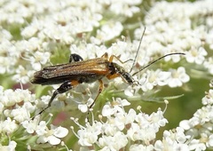 Oedemera podagrariae