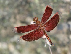 Neurothemis ramburii