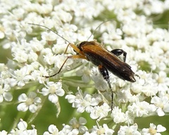 Oedemera podagrariae
