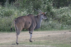 Tragelaphus oryx pattersonianus