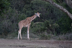 Giraffa camelopardalis rothschildi