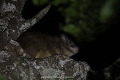 Dendrohyrax arboreus