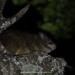 Dendrohyrax arboreus crawshay - Photo (c) Khemthong Tonsakulrungruang, some rights reserved (CC BY-NC), uploaded by Khemthong Tonsakulrungruang