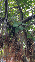 Ficus benghalensis