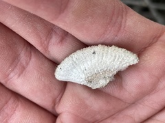 Schizophyllum commune