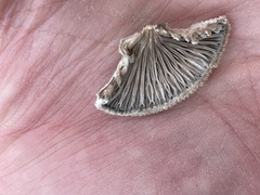 Schizophyllum commune