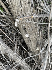 Schizophyllum commune