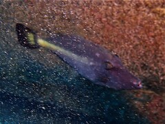 Meuschenia flavolineata