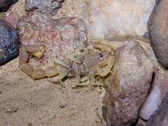 Parabuthus brevimanus