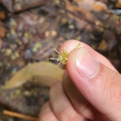 Aspidopterys concava