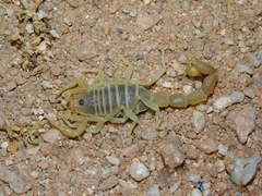 Parabuthus brevimanus