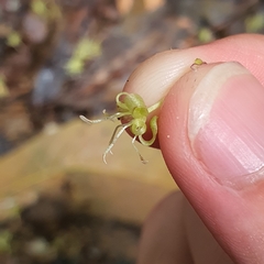 Aspidopterys concava