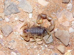 Parabuthus brevimanus