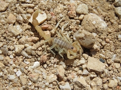 Parabuthus brevimanus