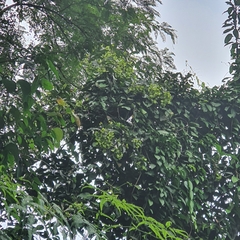 Aspidopterys concava