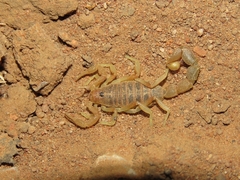 Parabuthus brevimanus