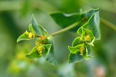 Euphorbia platyphyllos