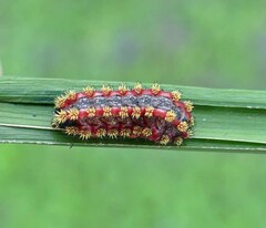 Monoleuca semifascia
