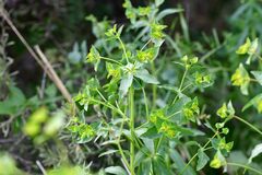 Euphorbia platyphyllos