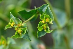 Euphorbia platyphyllos