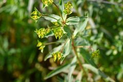 Euphorbia platyphyllos