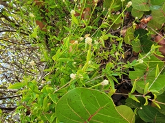 Alternanthera flavescens