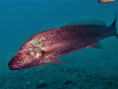 Argyrosomus japonicus