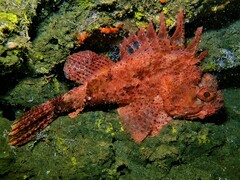 Scorpaena sumptuosa