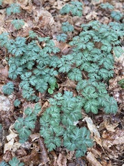 Dicentra canadensis