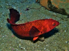 Notolabrus parilus