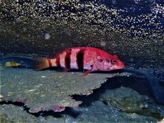 Hypoplectrodes nigroruber