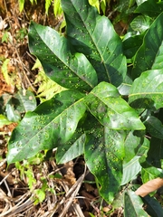 Ocotea leucoxylon