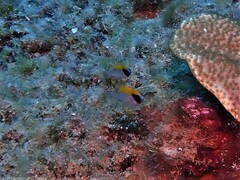 Chromis klunzingeri