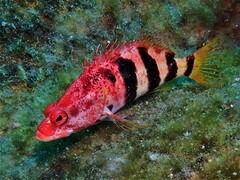 Hypoplectrodes nigroruber