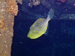 Eubalichthys mosaicus