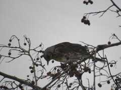 Turdus pilaris