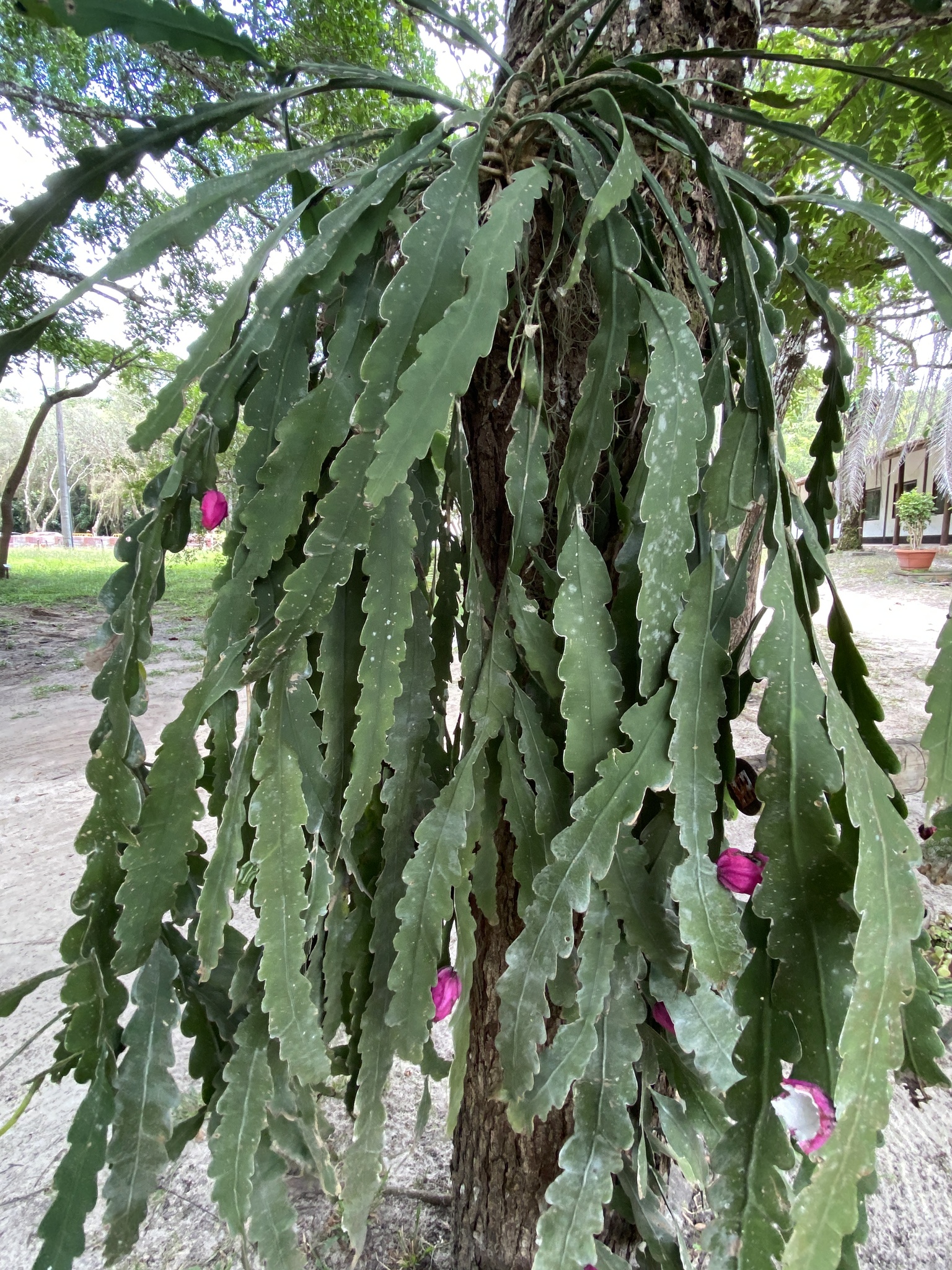 Epiphyllum phyllanthus (L.) Haw.