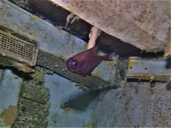 Pempheris multiradiata