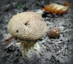 Scleroderma verrucosum