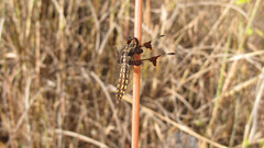 Palpopleura portia