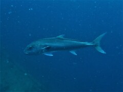Seriola hippos