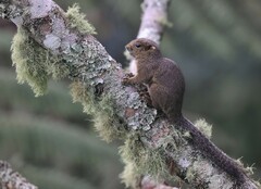 Callosciurus orestes