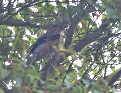 Dendrocitta cinerascens