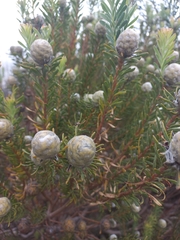 Leucadendron linifolium